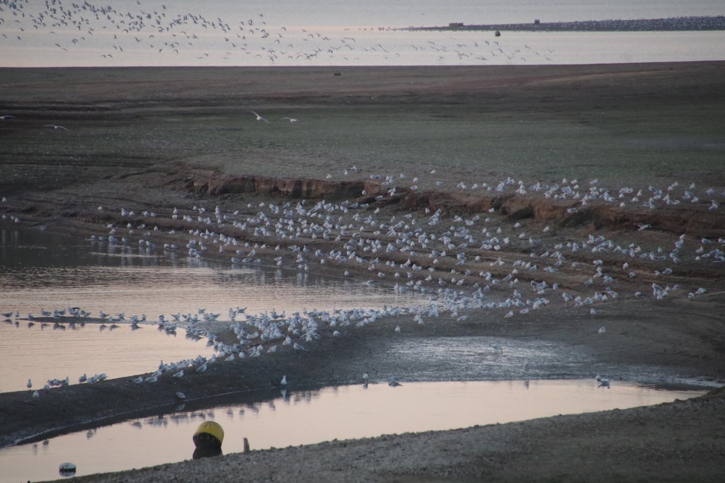 Journées jumelage, lac du Der, les oiseaux, 03-11-2018