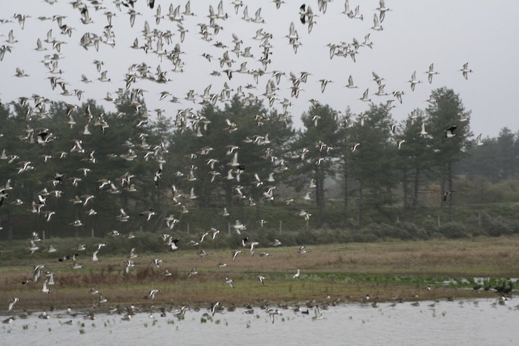 En Baie De Somme, 11-11-2011