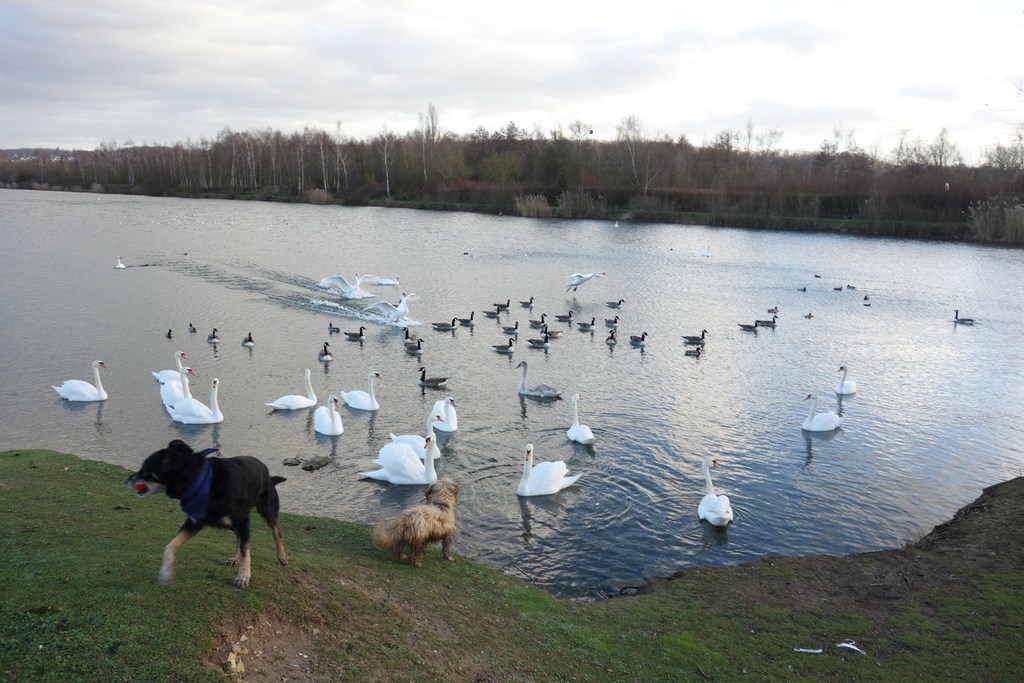 Le Parc Du Patis, Jeudi 7 Janvier 2016