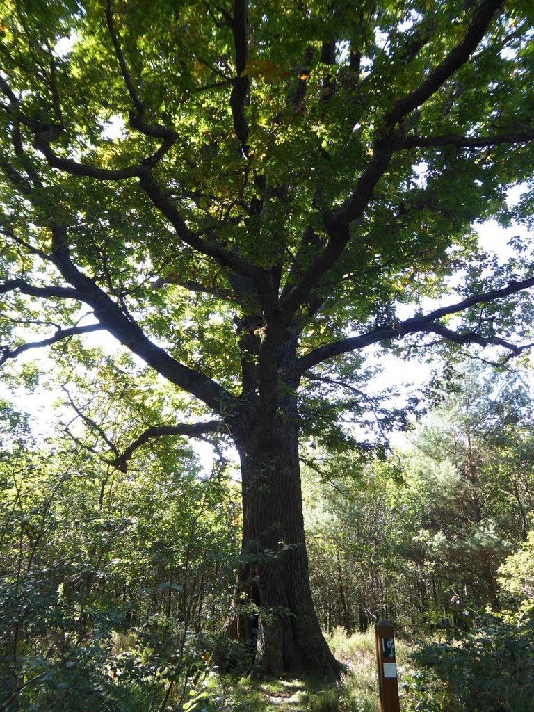 Arbres Remarquables Des Chasses Royales De Sénart, 24-09-2017