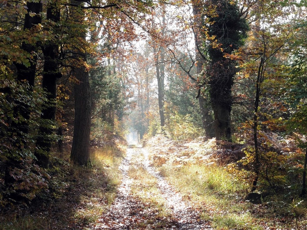 Thomery (Forêt De Fontainebleau), 06-11-2016