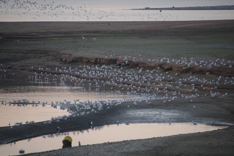 Journées jumelage, lac du Der, les oiseaux, 03-11-2018