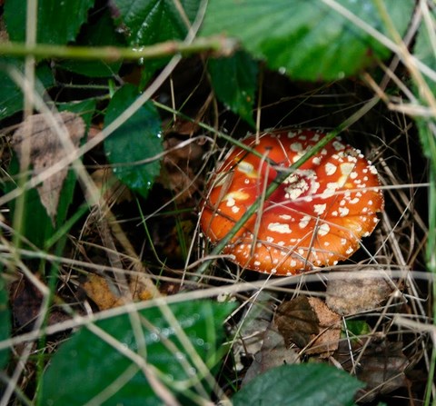 La Forêt De Carnelle, 28-10-2012