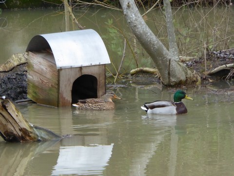 Un Dimanche Au Bord De L'eau, 14-02-2016