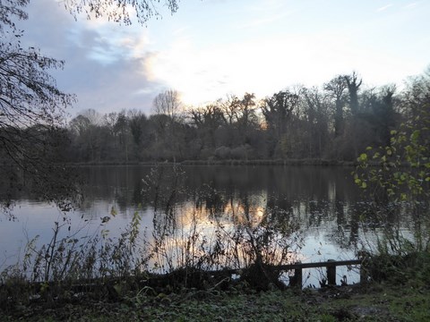 En Forêt De Compiègne, 06-12-2015