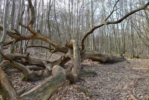 A La Découverte Des Côteaux De L'Hautil, 08-02-2015